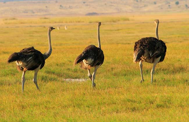 鸵鸟是不是鸟类